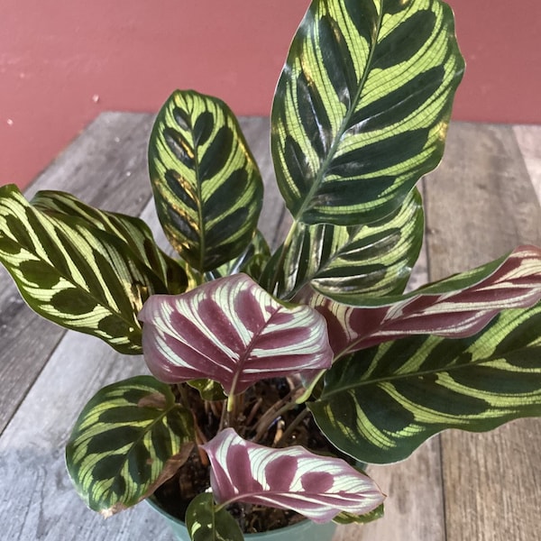 Calathea makoyana, Peacock Plant, in 6" inches pot,  Cathedral Windows, Prayer Plant, Maranta, Marantaceae, Live House Plant