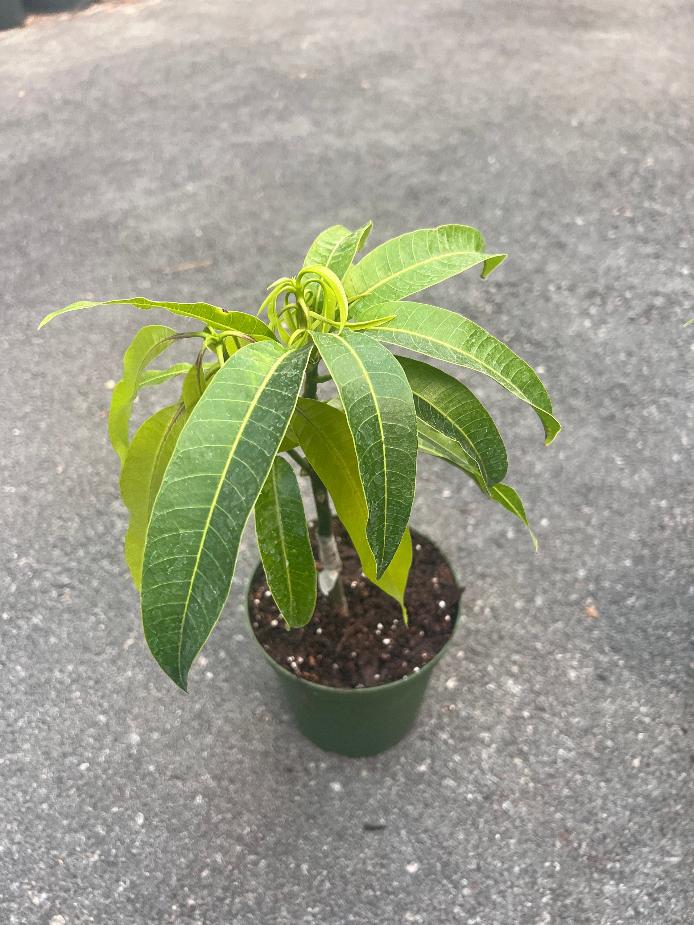 Manila Mango in 10 Pot, Grafted. No Ship to HI - Etsy