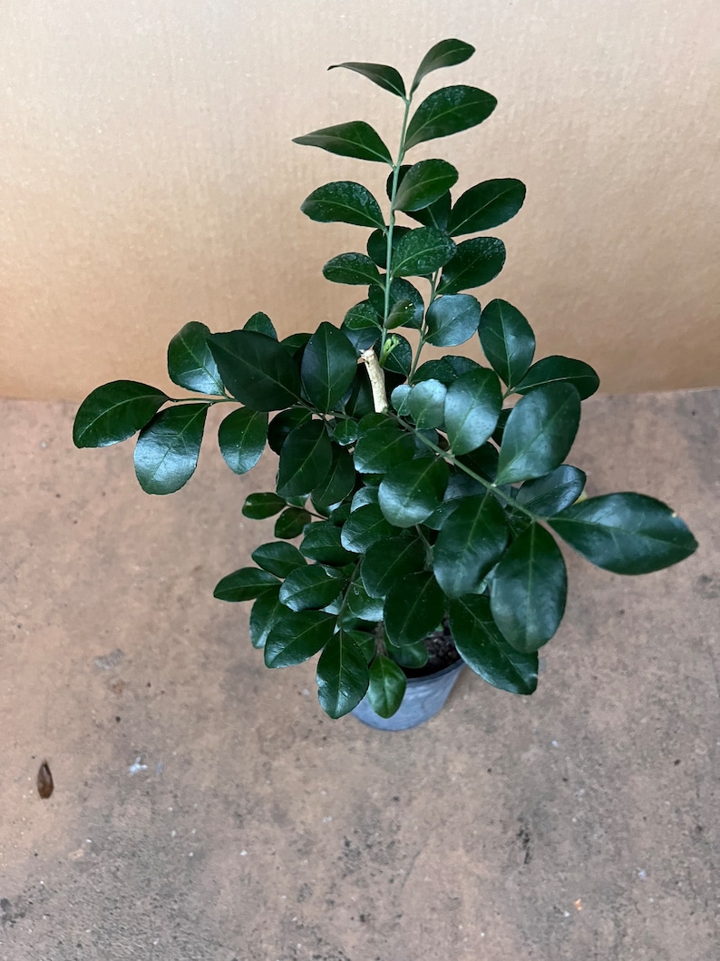 Orange Jasmine in 6 Pot Murraya Paniculata Etsy