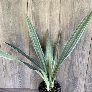 Large, Sansevieria Sayuri in 6" pot