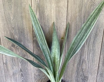 Sansevieria Sayuri in 6&quot; pot