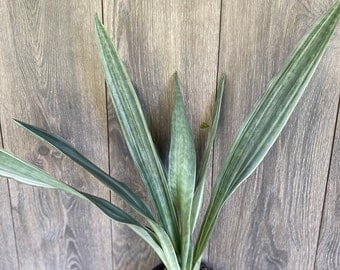 Sansevieria Sayuri in 6" pot