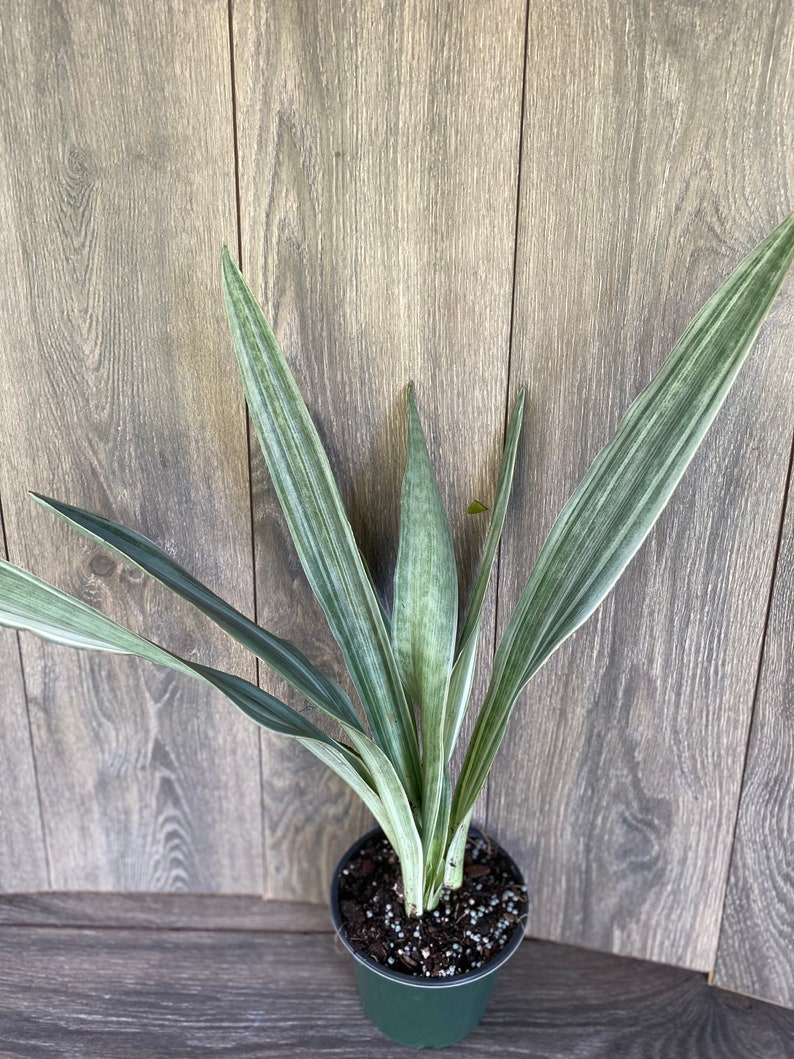 Sansevieria Sayuri in 6 pot image 1