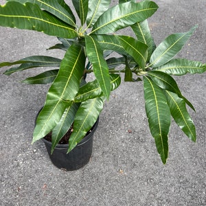 Mallika Mango Tree. grafted in 3 gallons pot image 4