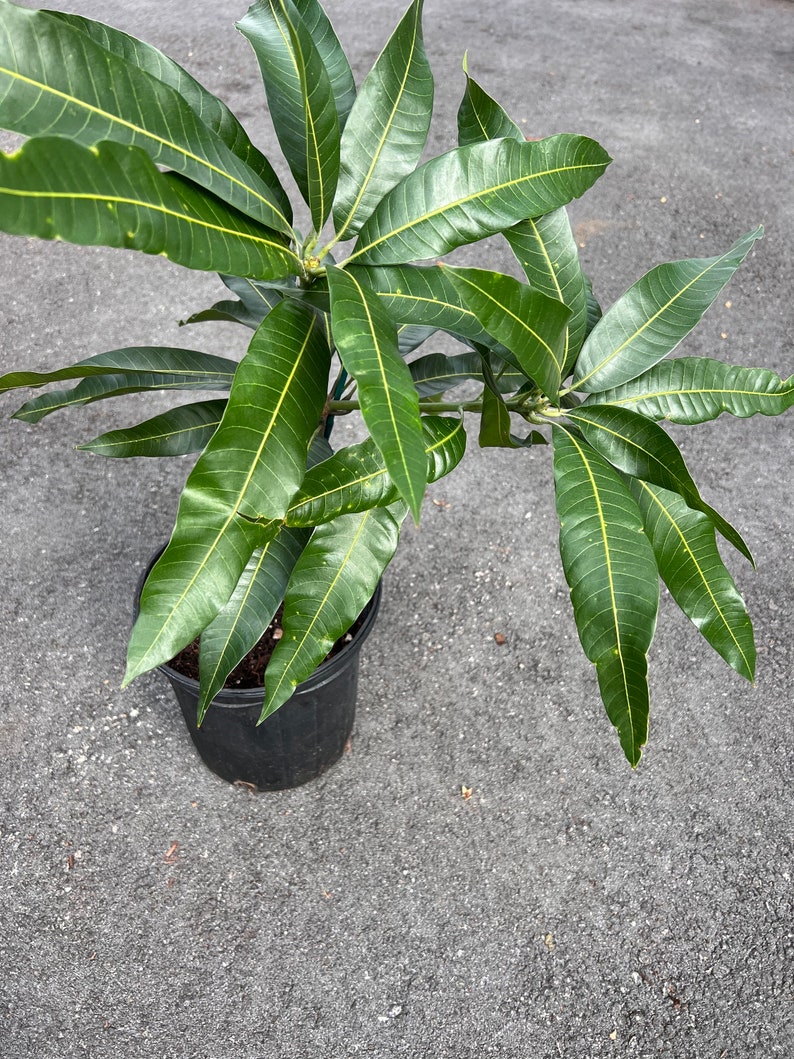 Mallika Mango Tree. grafted in 3 gallons pot image 4