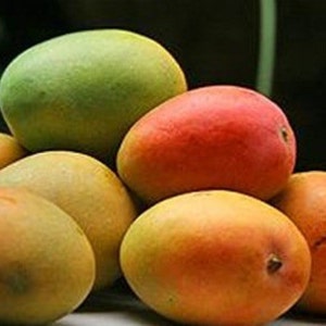 Alphonso mango Tree, Manguifera, grafted in 3 gallons pot,  No Ship to  HI
