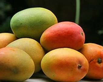 Alphonso mango Tree, Manguifera, grafted in 3 gallons pot,  No Ship to  HI