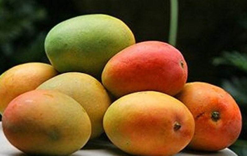 Alphonso mango Tree, Manguifera, grafted in 3 gallons pot image 1