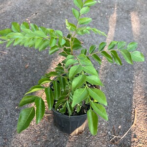 Puede incluir: Una planta de hojas de curry en maceta con hojas verdes en una maceta de pl&aacute;stico negra. La planta est&aacute; creciendo en un suelo similar a la grava.