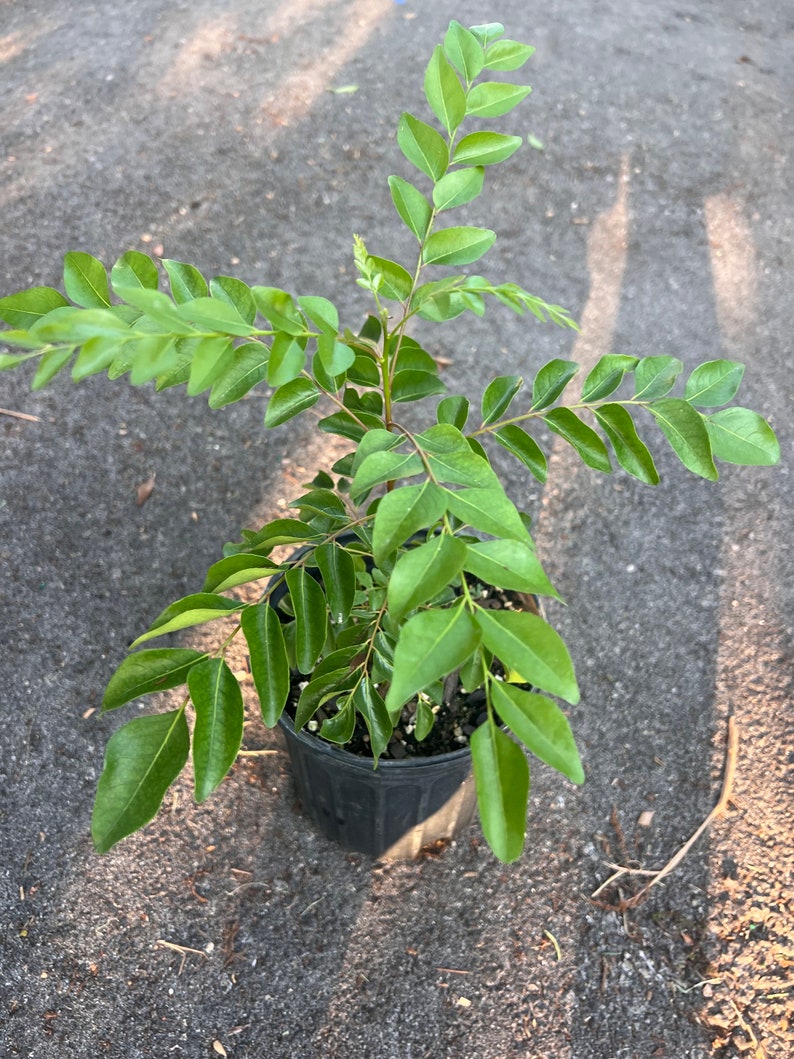 Puede incluir: Una planta de hojas de curry en maceta con hojas verdes en una maceta de pl&aacute;stico negra. La planta est&aacute; creciendo en un suelo similar a la grava.