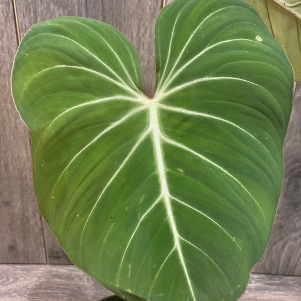 Philodendron gloriosum in 6" pot,