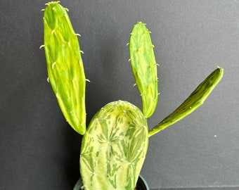 Variegated Opuntia, Prickly Pear Variegated in 4" Pot, Opuntia Cactus - Etsy