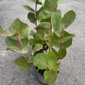 May include: Potted sea grape plants with large, round, green leaves and red veins. The plants are in black plastic pots, ready for planting. The leaves have a leathery texture.