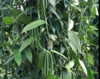 Vanilla planifolia, vanilla bean orchid,  Well rooted plant