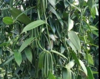 Vanilla planifolia, vanilla bean orchid, Cuttings Only