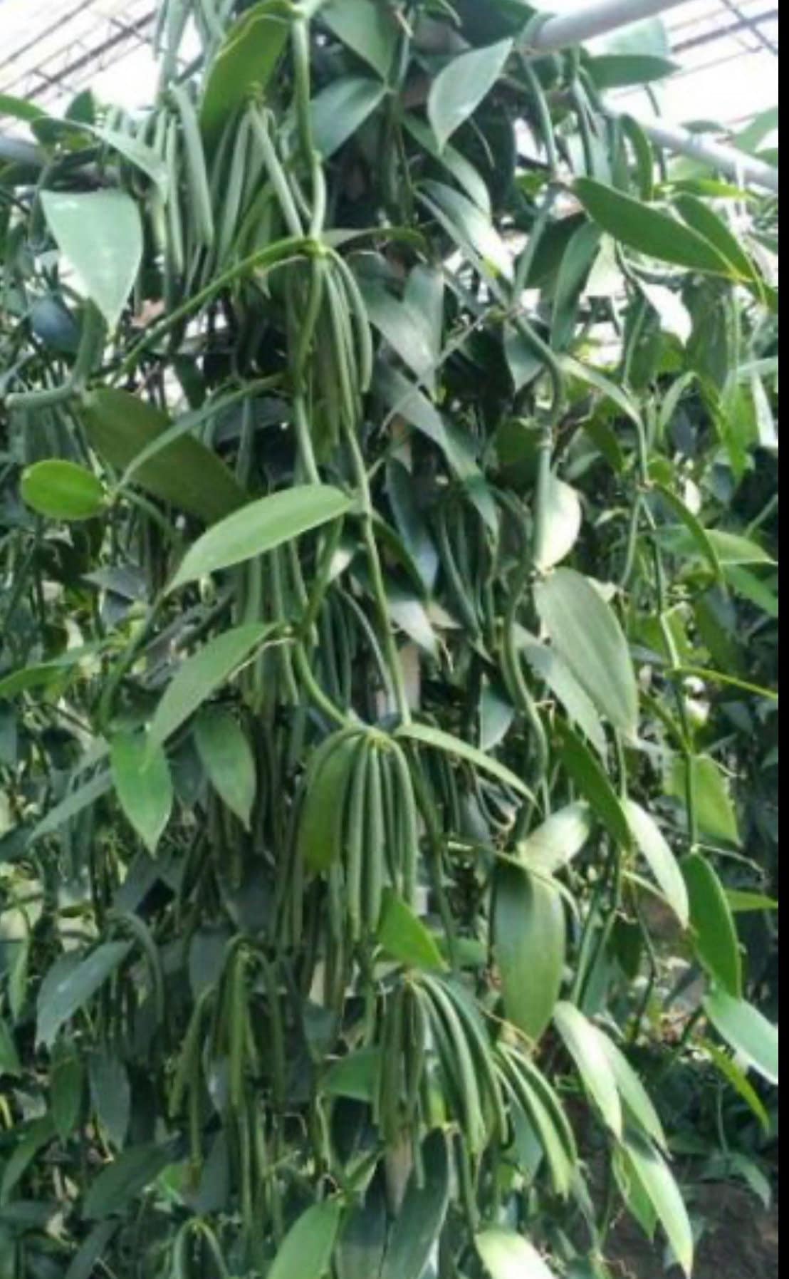 Vanilla bean plant for cheap sale