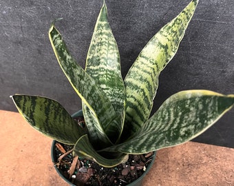 Sansevieria Golden Edge in 6" Inches pot, Mother In Law