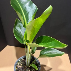 White Bird Of Paradise in 6&quot; Pot