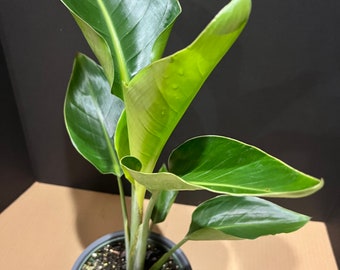 White Bird Of Paradise in 6" Pot