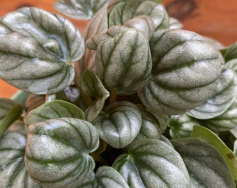 Peperomia Frost in 6" pot