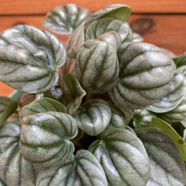 Peperomia Frost in 6" pot