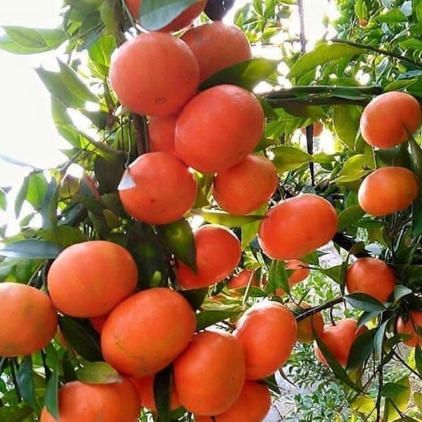 Sunburst Tangerine Tree in half Gallon Pot, Grafted