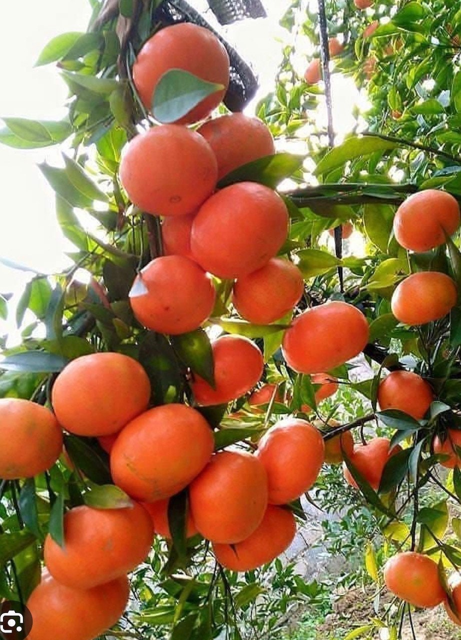 Sunburst Tangerine Tree in half Gallon Pot, Grafted,  Florida Shipping Only