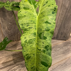 Philodendron Paraiso Verde in 4&quot; Pot, Limited, High Variegation