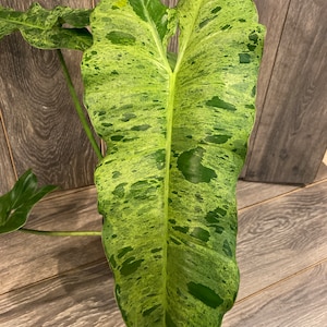 Philodendron Paraiso Verde in 4" Pot, Limited, High Variegation