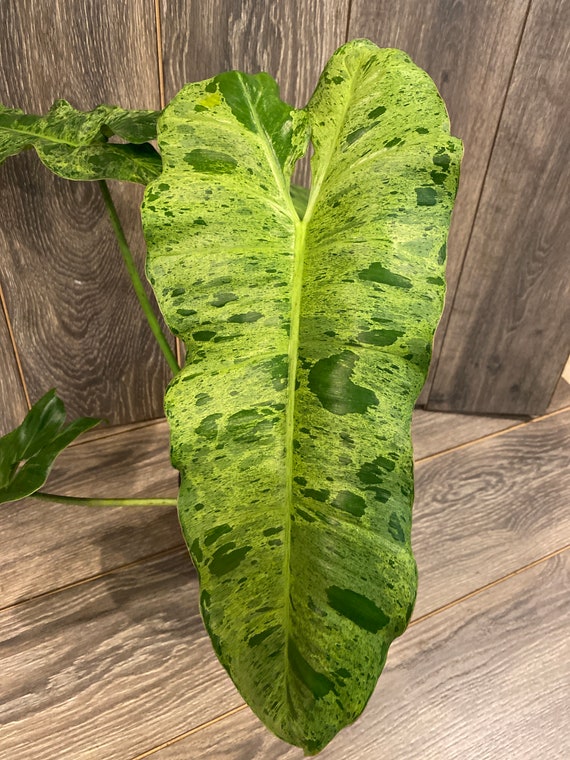 Philodendron Paraiso Verde in 4" Pot, Limited, High Variegation - Etsy