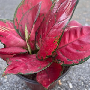 May include: A close-up of a potted Aglaonema plant with vibrant red leaves and green edges. The plant is in a brown plastic pot, set against a blurred background. The leaves display a striking color contrast, making it a decorative houseplant.