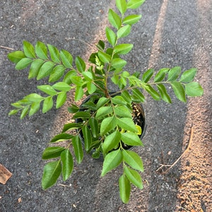 Puede incluir: Una planta de hojas de curry en maceta con hojas verdes exuberantes. La planta est&aacute; en una maceta negra y est&aacute; sobre una superficie gris.