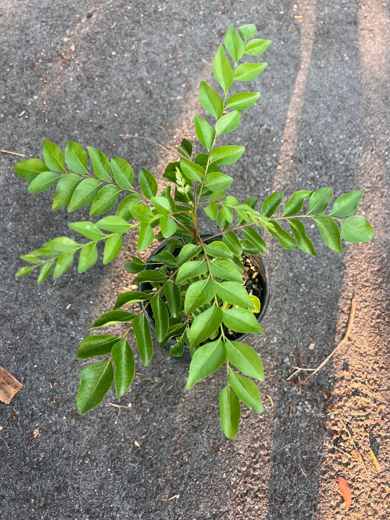 Puede incluir: Una planta de hojas de curry en maceta con hojas verdes exuberantes. La planta est&aacute; en una maceta negra y est&aacute; sobre una superficie gris.