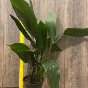 CAST IRON PLANT Aspidistra elatior 6 pot image 2