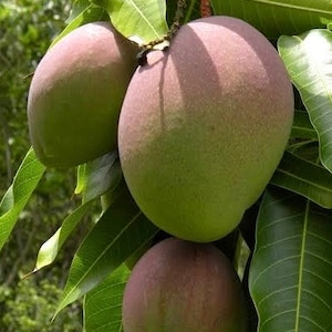Karen Michelle Mango, grafted in 3 gallons pot,  No Ship to CA and HI