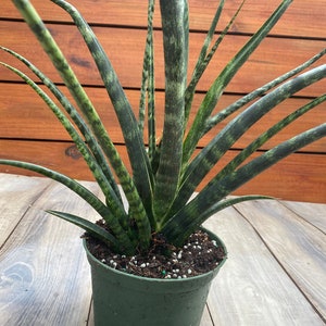 Sansevieria Fernwood,  Sansevieria Mikado in 6&quot; inches pot  - live air purifying plant