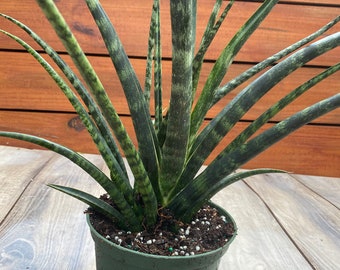 Sansevieria Fernwood, Sansevieria Mikado en pot de 6 pouces - plante purificatrice d'air en direct