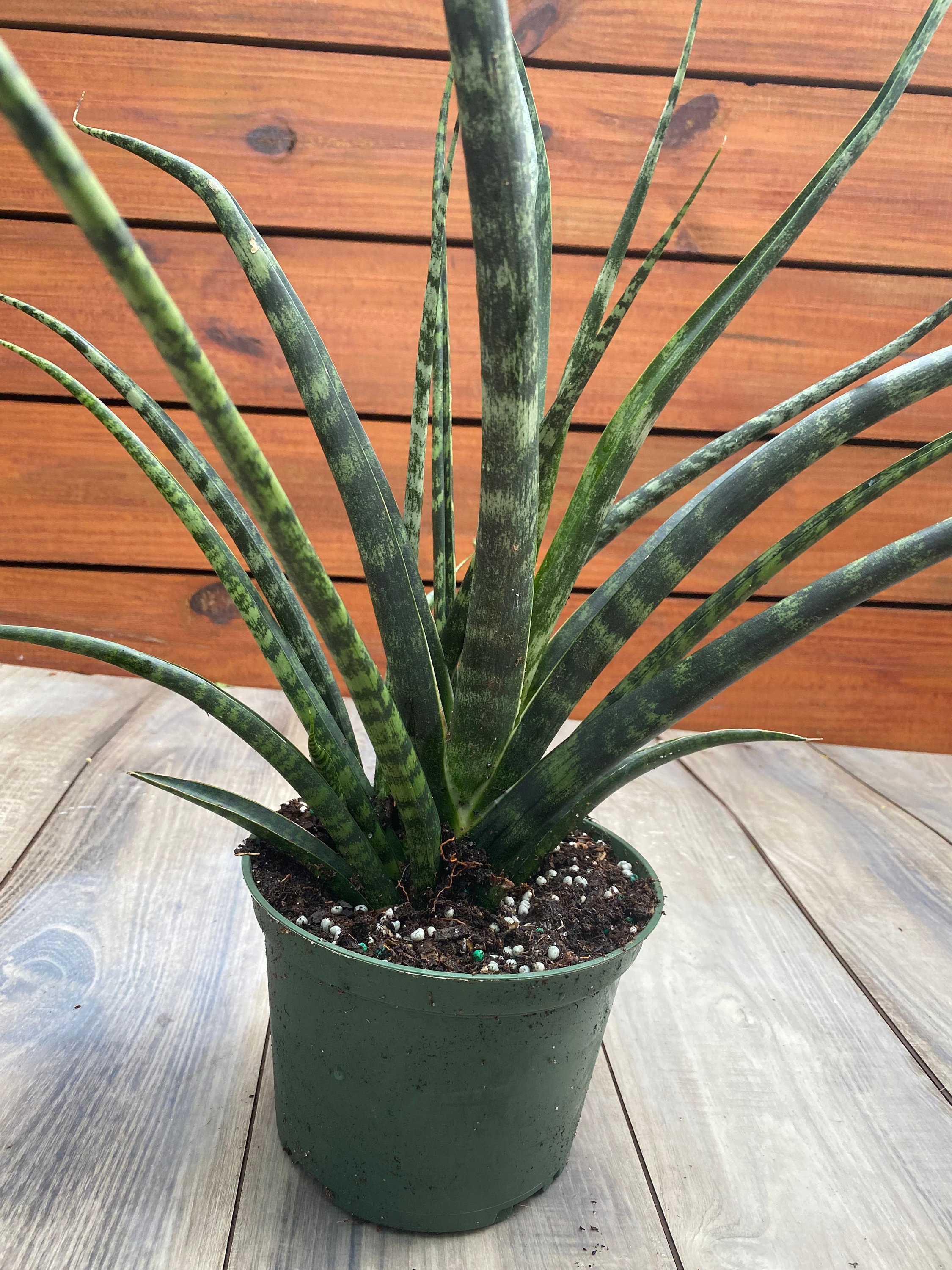 Fernwood Mikado Snake Plant - Sanseveria - Almost Impossible to kill - 6" Pot