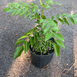 Puede incluir: Una planta de hojas de curry en maceta con hojas verdes en una maceta de pl&aacute;stico negra. La planta est&aacute; sentada sobre una superficie de grava gris.