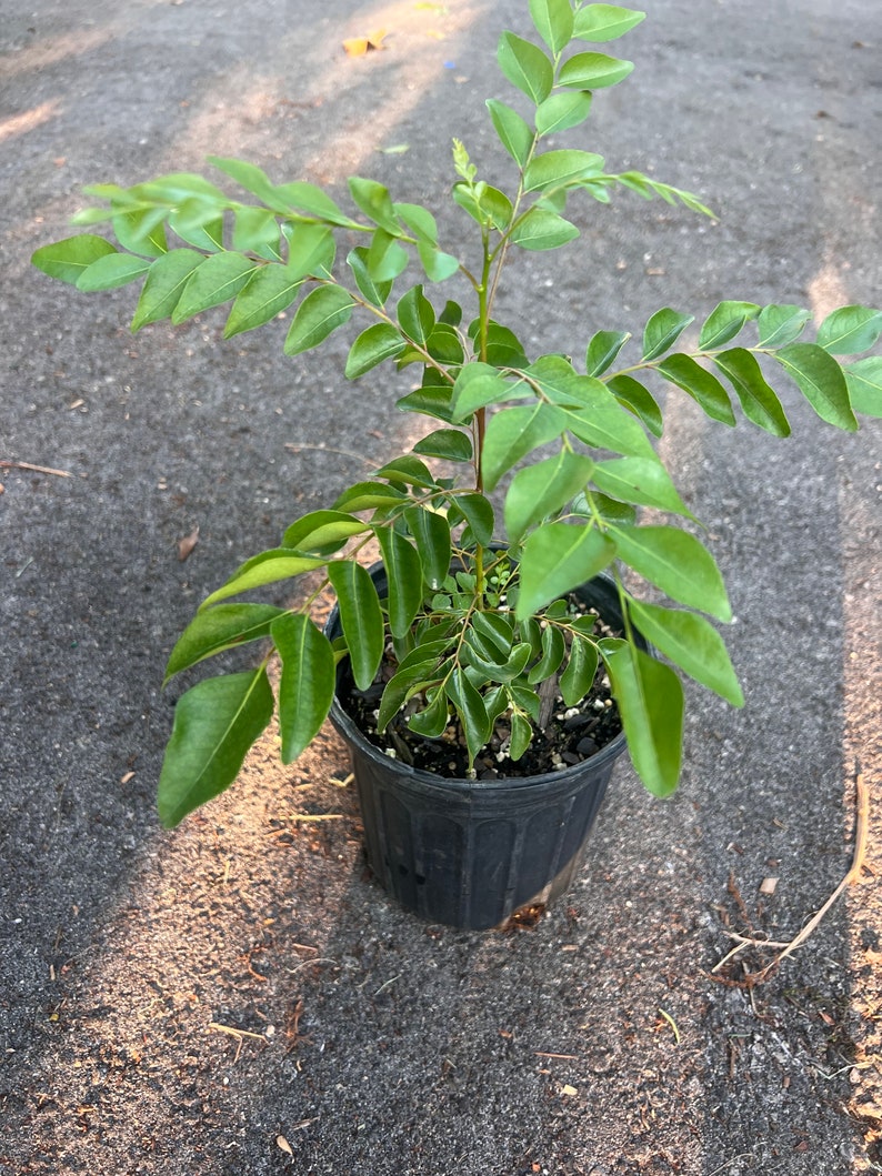 Puede incluir: Una planta de hojas de curry en maceta con hojas verdes en una maceta de pl&aacute;stico negra. La planta est&aacute; sentada sobre una superficie de grava gris.