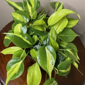 Philodendron Brasil. in 6” pot, philodendron hederaceum,trailing plant, house plant, variegated heart shaped philodendron