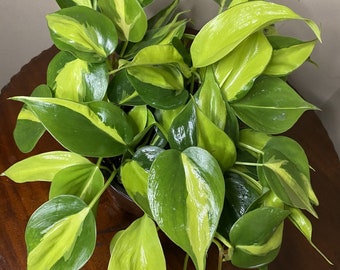 May include: A potted plant with variegated leaves in shades of green and yellow. The leaves are heart-shaped and have a glossy finish.