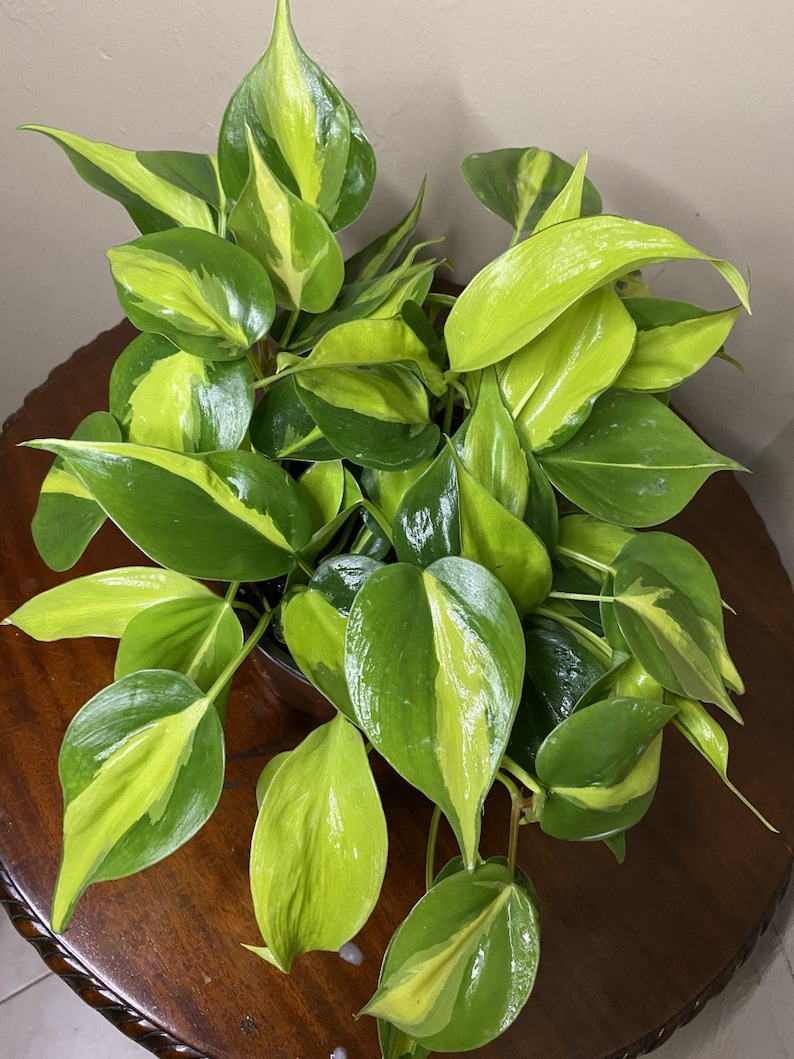 Philodendron Brasil. in 6 pot philodendron image 0