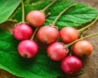 Muntingia calabura ,Strawberry Tree in 6" Pot, Jamaican Strawberry, Kersen