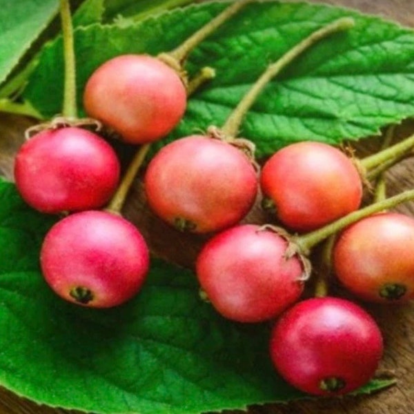 Muntingia calabura ,Strawberry Tree in 6" Pot, Jamaican Strawberry, Kersen