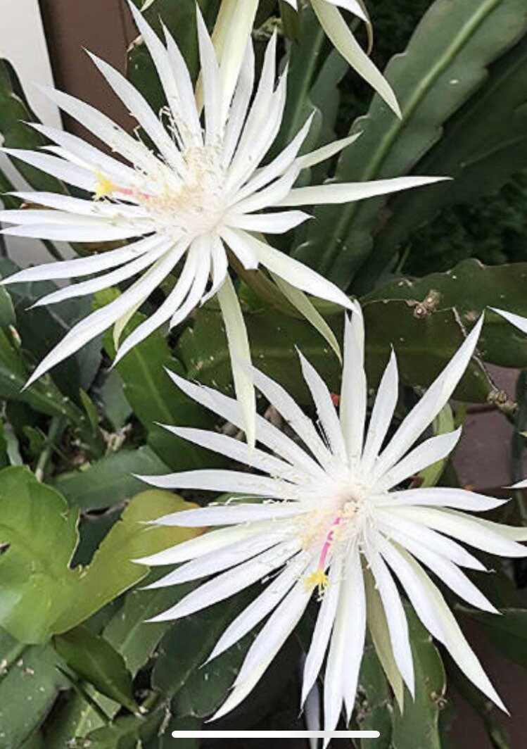 Epiphyllum hookeri, Hooker’s Orchid Cactus in 6" pot