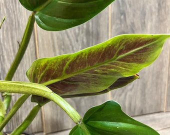 Philodendron Subhastatum, cutting