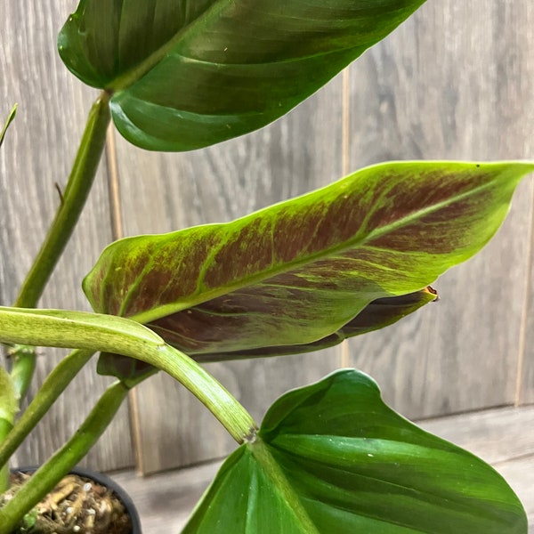 Philodendron Subhastatum, cutting