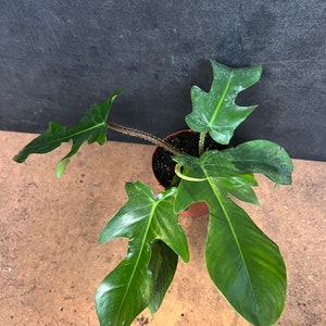 Philodendron Squamiferum in 5"pot