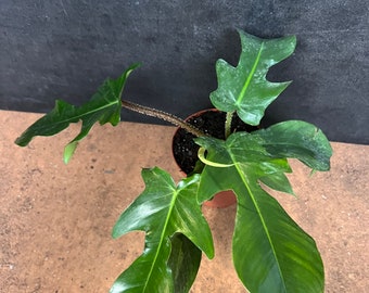 Philodendron Squamiferum in 5"pot